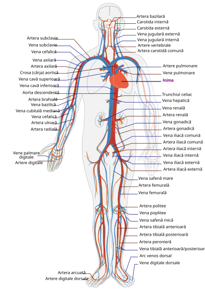 File:Circulatory System ro.svg