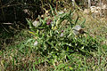 Cirsium eriophorum