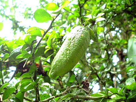 Citrus australasica