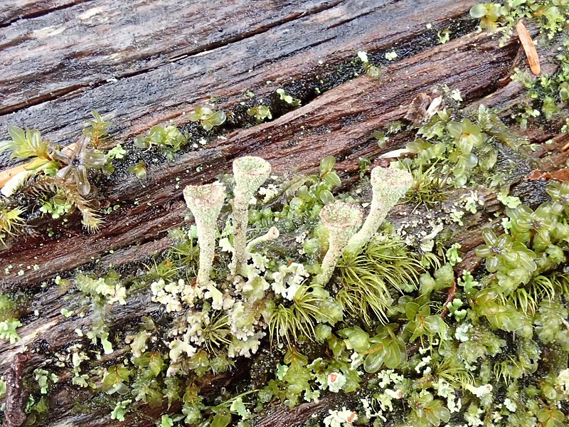 File:Cladonia pyxidata 29072375.jpg