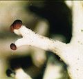 Cladonia rangiferina-4.jpg