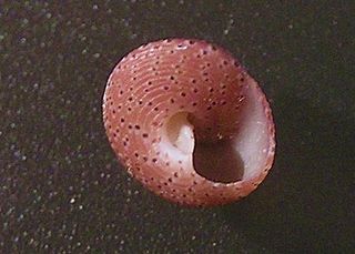 <i>Clanculus simoni</i> species of mollusc