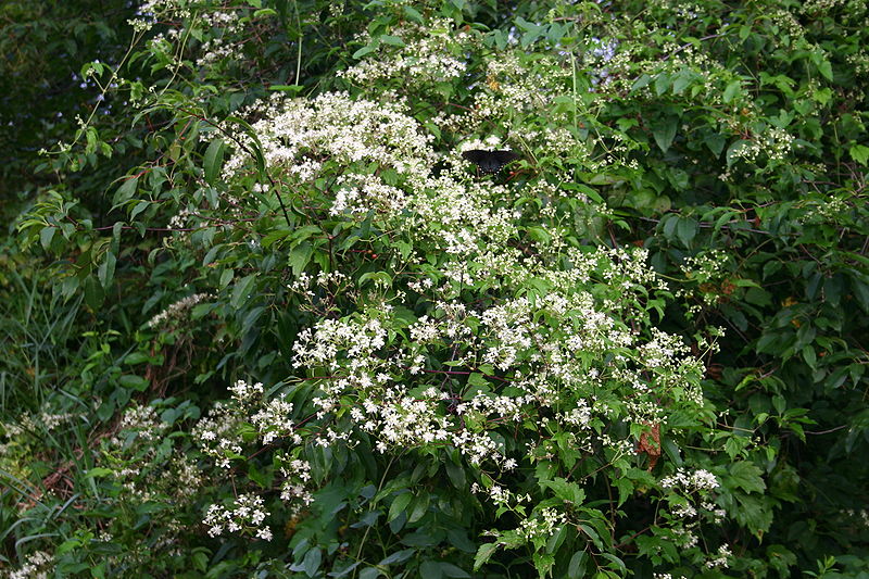 File:Clematis virginiana 002.JPG