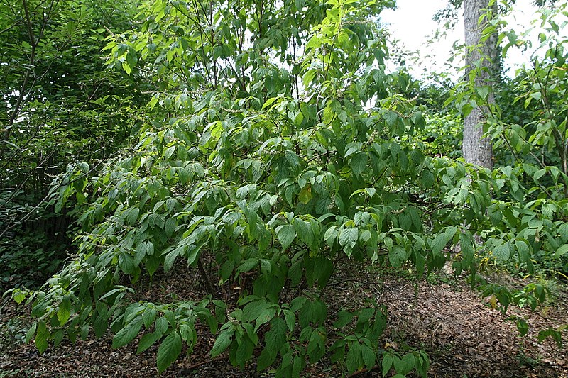 File:Clethra acuminata 4zz.jpg