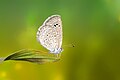 * Nomination Close wing Basking of Zizina otis (Fabricius, 1787) - Lesser Grass Blue. By User:Anitava Roy --Sandipoutsider 09:07, 26 June 2023 (UTC) * Decline  Oppose Postprocessing Errors in the background --Grunpfnul 09:25, 2 July 2023 (UTC)