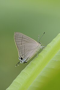 Ventral view