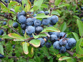 Closeup of blackthorn aka sloe aka prunus spinosa sweden 20050924.jpg