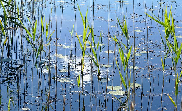 Cloud reflected in pond on Malmön