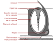 Proposition de Leovilok