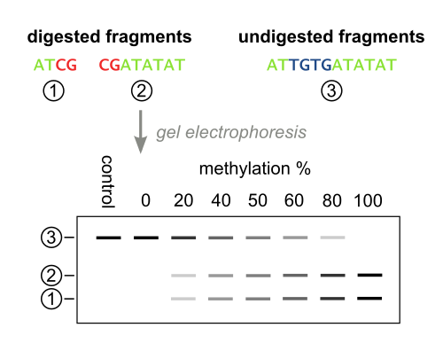 The quantification step of Combined Bisulfite Restriction Analysis, taking place after restriction digestion. The digested PCR fragments are separated and visualized by gel electrophoresis, and the DNA methylation level of the input DNA can be determined by quantifying the comparing the amount of DNA in the digested and undigested bands.