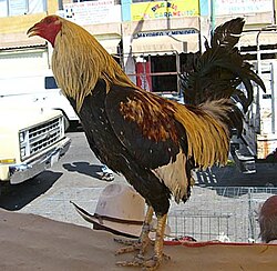 A cockerel that appears to have been dubbed Cockfighter.jpg