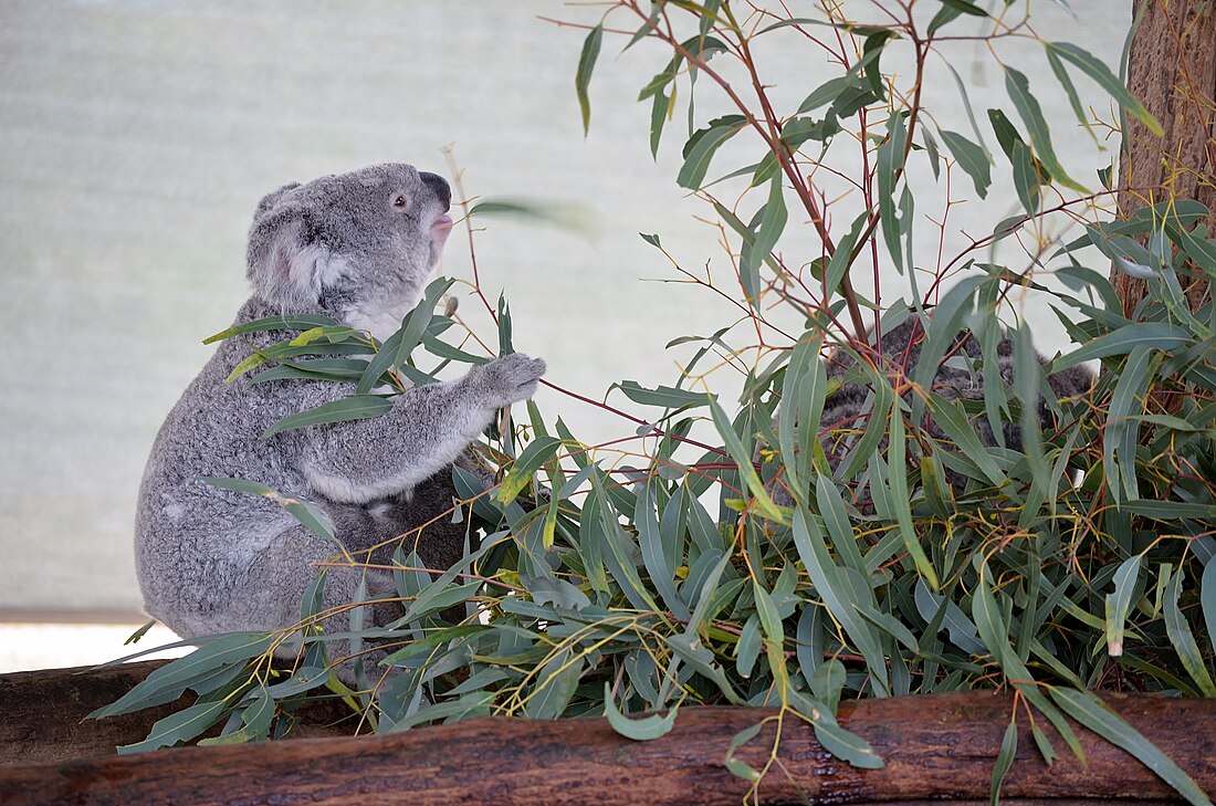 Cohunu Koala Park