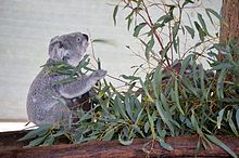 Cohunu koala, 2013. (2) .JPG