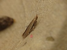 Coleophora sp.  (14217130948).jpg