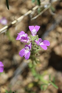 <i>Collinsia tinctoria</i> Species of flowering plant