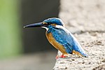 Thumbnail for River kingfisher