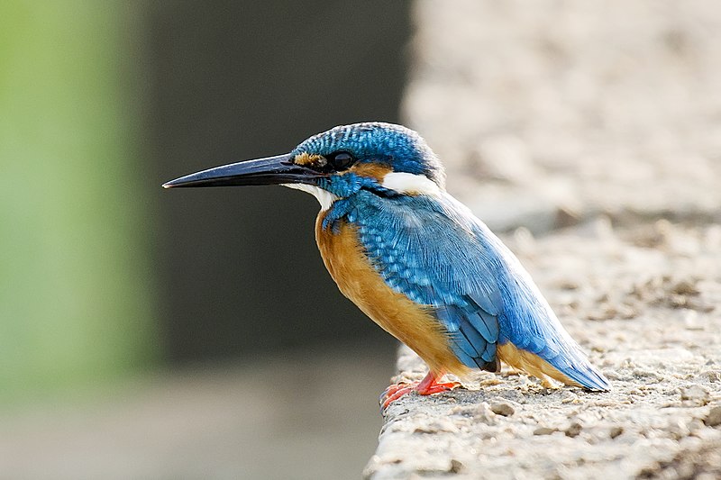 File:Common Kingfisher 2018.jpg