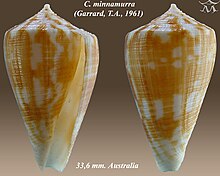 Conus minnamurra 1.jpg 