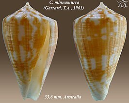 Conus minnamurra