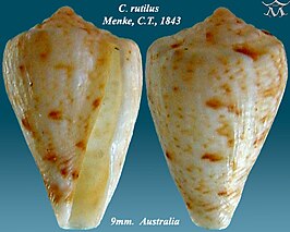 Conus rutilus