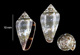 <i>Conus santanaensis</i> Species of sea snail