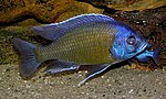 Copadichromis.jpg