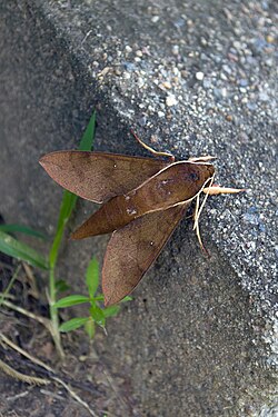 Coprosma hawk moth