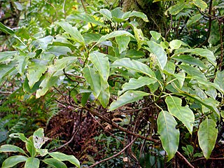 <i>Coprosma laevigata</i> Species of the plant family Rubiaceae