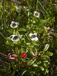 <i>Cornus suecica</i> species of plant