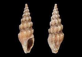 Crassispira sandrogorii