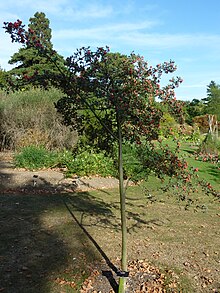 Crataegus laciniata (Rosaceae) o'simlik.JPG