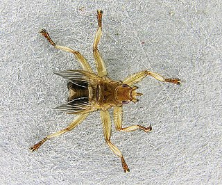 <span class="mw-page-title-main">Hippoboscidae</span> Family of insects (louse flies/keds)