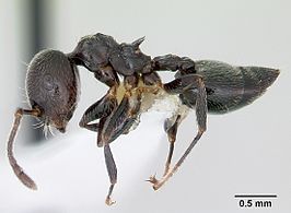 Crematogaster rifelna