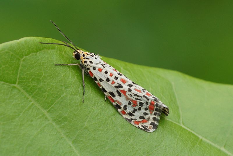 File:Crimson-speckled Flunkey (Utetheisa pulchella) 02123.jpg