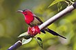 Crimson sunbird.jpg