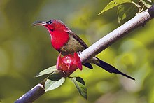 Crimson sunbird Crimson sunbird.jpg