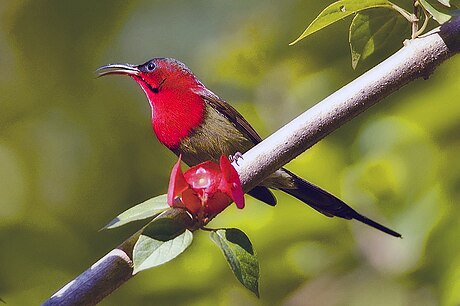 মৌপিয়া