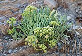   Crithmum maritimum (Apiaceae) Rock Samphire