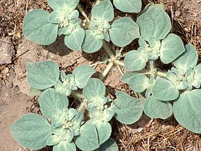 Obrázek Popis Croton setigerus - podhůří Tehachapi, strana Mojave, okres Los Angeles.jpg.