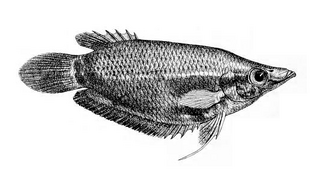 <span class="mw-page-title-main">Frail gourami</span> Species of fish