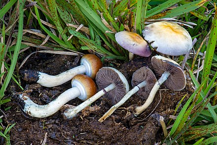 cubensis psilocybe