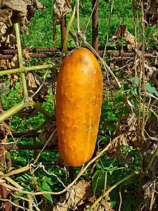 Cucumis sativus Fruit