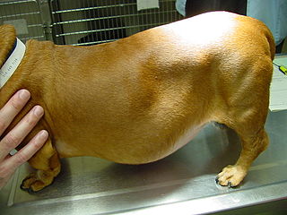 <span class="mw-page-title-main">Cushing's syndrome (veterinary)</span> Medical condition