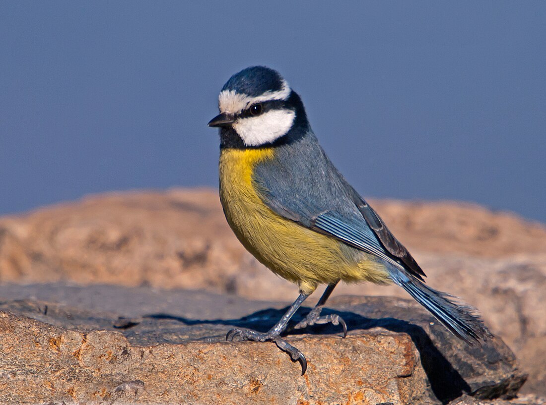 African blue tit