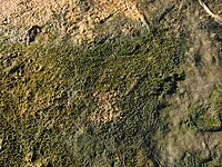 The microbe-algal mat, salty lake on the White Sea seaside.