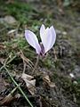 Cyclamen cilicium flower