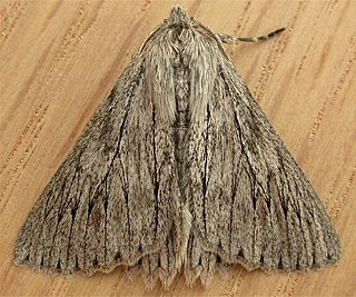 <i>Cyneoterpna wilsoni</i> Species of moth