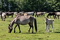 * Nomination Dülmen pony in the Merfeld Bruch, Merfeld, Dülmen, North Rhine-Westphalia, Germany --XRay 03:42, 3 July 2020 (UTC) * Promotion  Support Good quality -- Johann Jaritz 03:50, 3 July 2020 (UTC)