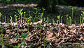 * Nomination Seedlings in the nature reserve “Franzosenbach”, Dülmen, Germany --XRay 16:35, 12 June 2014 (UTC) * Decline Nothing sharp. --Mattbuck 22:13, 19 June 2014 (UTC)