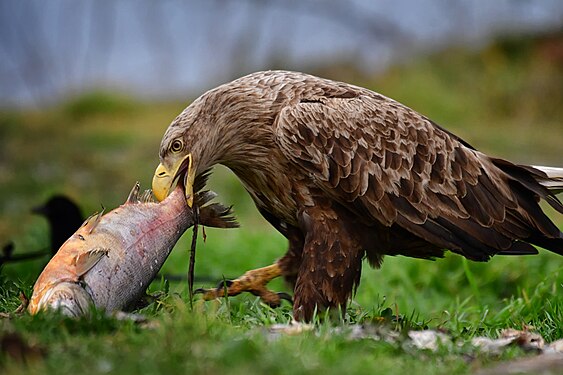 Najlepša makro-fotografija: Orao belorepan jede ribu. Specijalni rezervat prirode Titelski breg. Autor: Ivan Bukvić